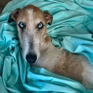 Tiffany & Co. Sterling Silver .925 Necklace